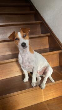 A Jack Russell dog sat on the stairs.