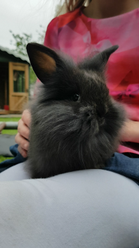 black lionhead frizzle small rabbit sat on a woman's lap