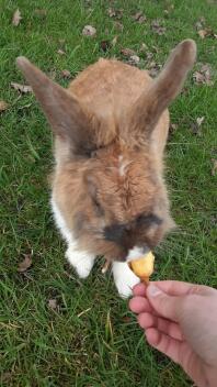 My lionhead rabbit having a treat.