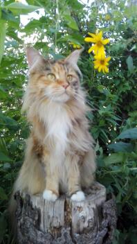 Main coon