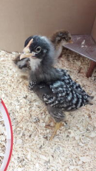a baby black and white chick in a chicken coop