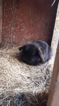 A black mini lop rabbit in her hutch.