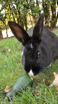 My mini lop rabbit called Midnight.  She is stunning.