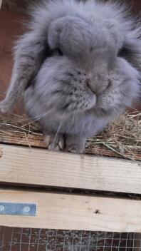 Misty the mini lop rabbit.