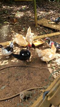 Chickens feeding