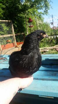 Orpington Chicken on top of Coop