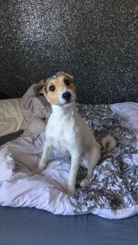 a small brown and white dog on a bed