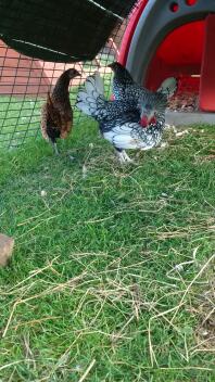 black white and orange chickens in a pet run with a classic coop attached