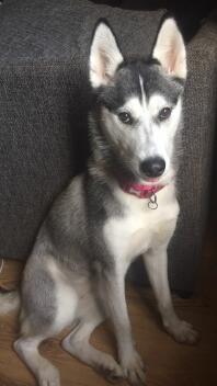 Siberian Husky sitting