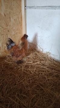 A Silkie  rooster