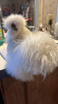 A white Silkie chickem.