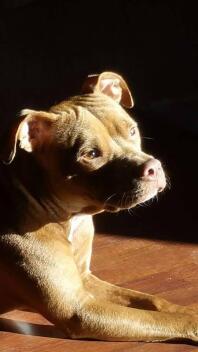 Staffordshire Bull Terrier