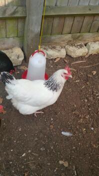 Chicken with plastic chicken feeder in run