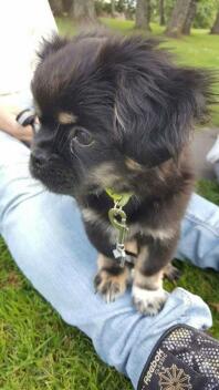 a small black and brown dog sat on its owners leg in a garden