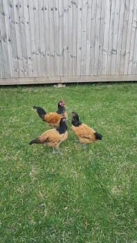 A trio of vorweck chickens in a garden.