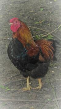 wyandotte cockerel stood on muddy ground