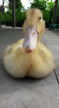 Duck sitting down