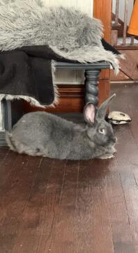 A grey Flemish Giant rabbit.