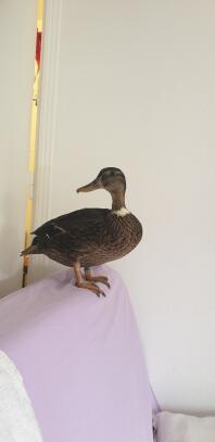 a duck stood on the back of a sofa inside a house