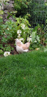 a white and brown chicken in a garden behind netting