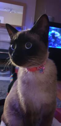 a small black and white cat with a pink collar in a house