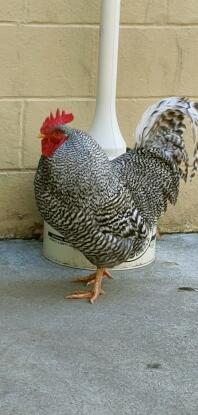 A Rhode Island Red chicken.