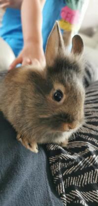 A child caring for a lionhead rabbit