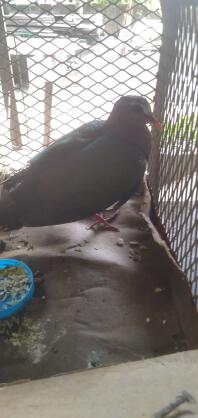 Pigeon in cave