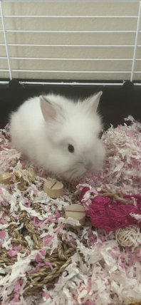 A small Lionhead rabbit in a hutch.