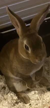 A brown Mini Rex rabbit in a hutch.