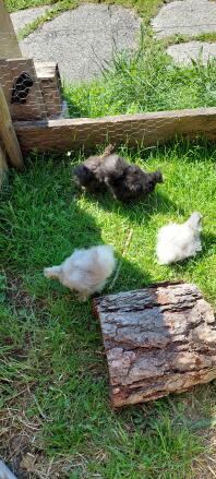 A group of Silkie chickens in the garden.