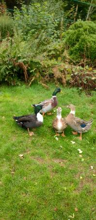 Four ducklings in the garden.