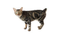 American Bobtail (Shorthair)