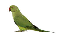 Rose Ringed Parakeet