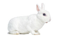 Mini Rex