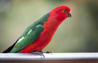 Australian King Parrot