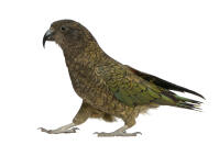 Kea