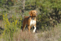 Portuguese Pointer