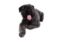 Bouvier Des Flandres