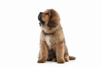 Tibetan Mastiff