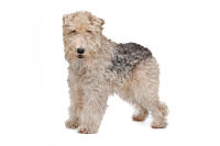 Fox Terrier (Wire)