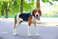 Foxhound (American)