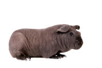 Skinny Pig