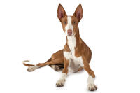 Ibizan Hound