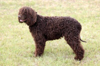 Irish Water Spaniel