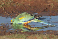 Mulga Parrot