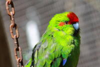 Red Crowned Parakeet