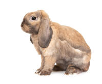 Dwarf Lop