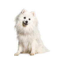 Japanese Spitz