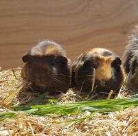 Guinea Pigs